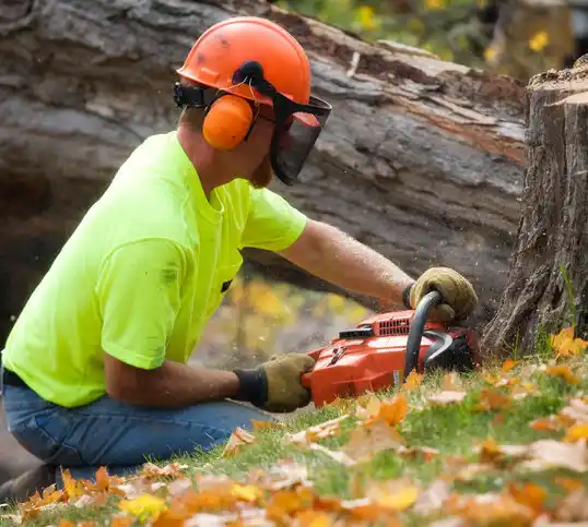 tree services Forest Glen